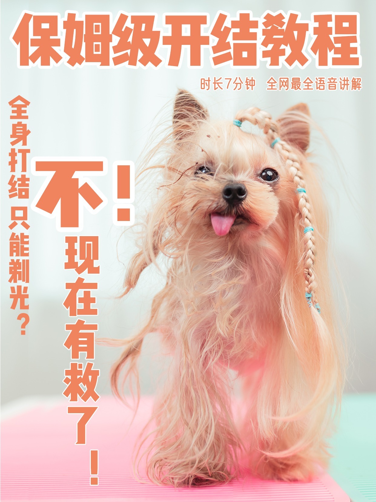 宠物毛发打结怎么办?手把手教你如何开结!
