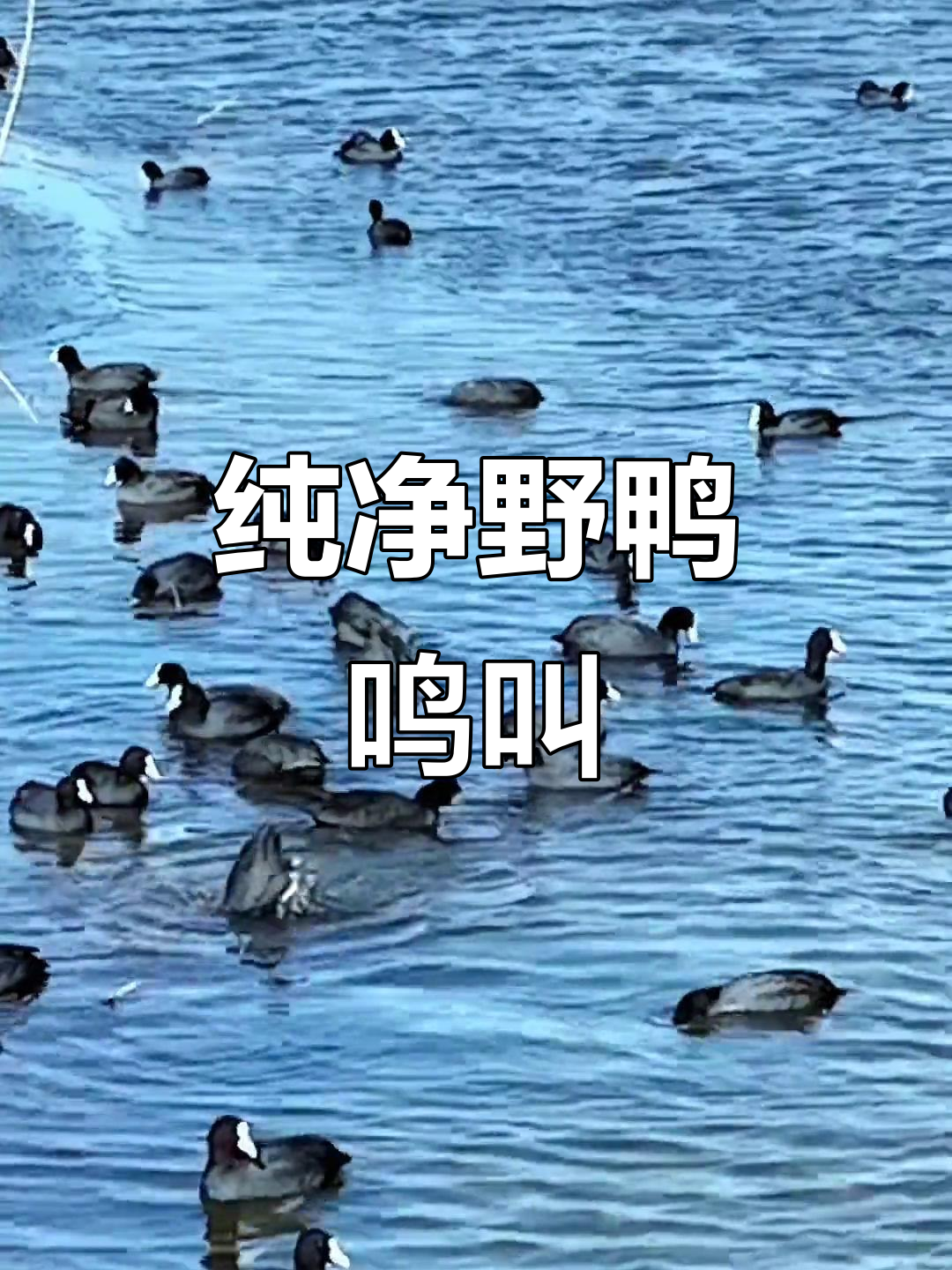 野鸭叫声清晰无杂音,聆听自然和谐之声