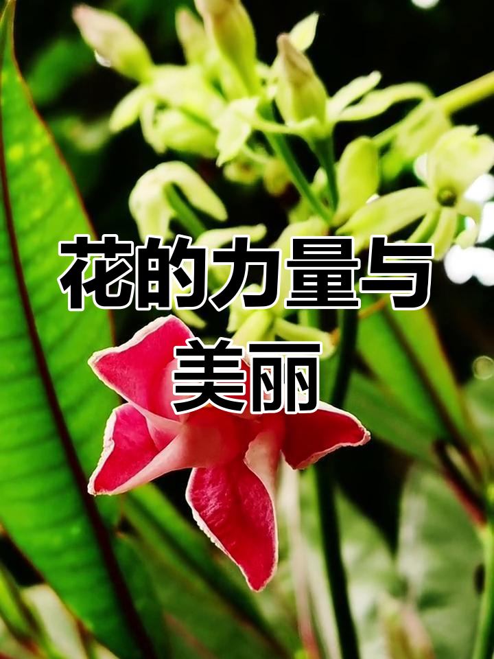 仙桃三号:鸡蛋果的崛起