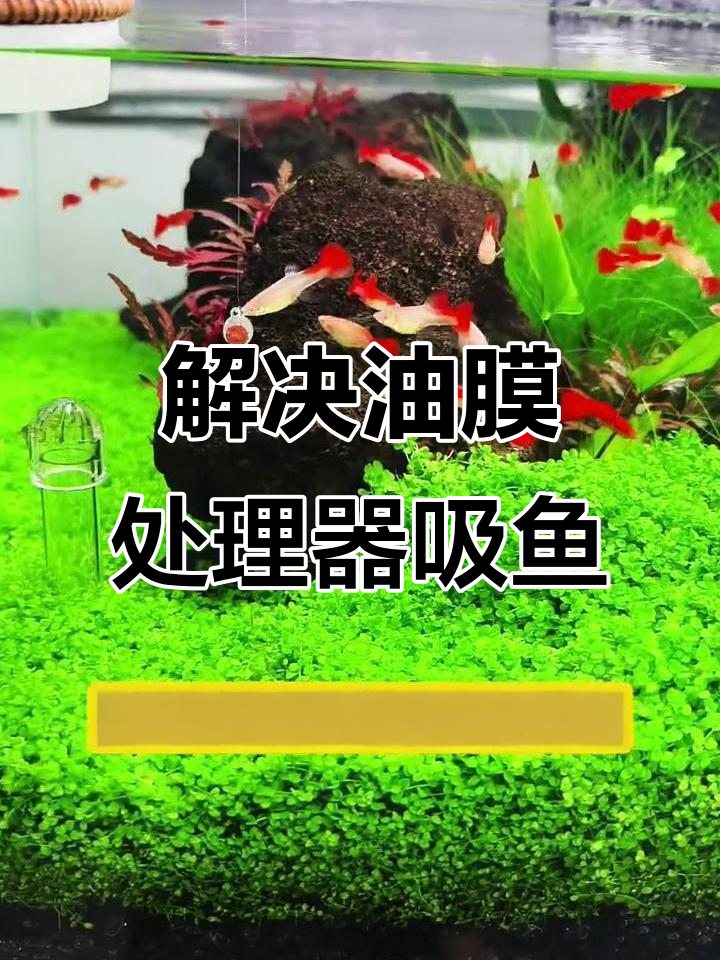 油膜处理器吸鱼问题解决妙招，简单又有效