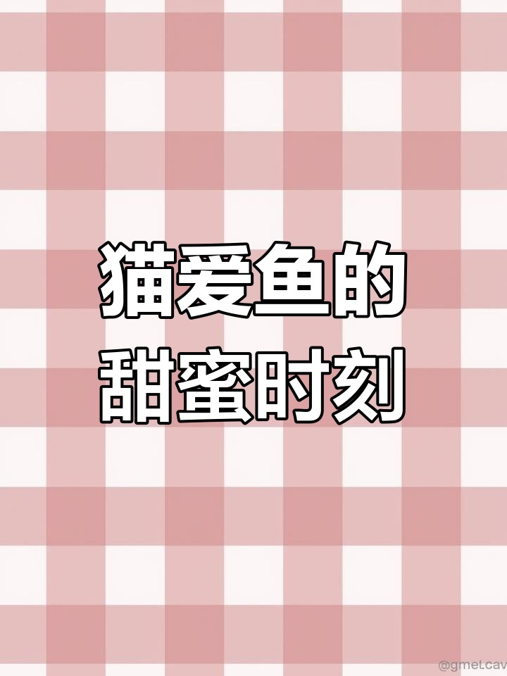 猫咪与情侣的鱼趣时光