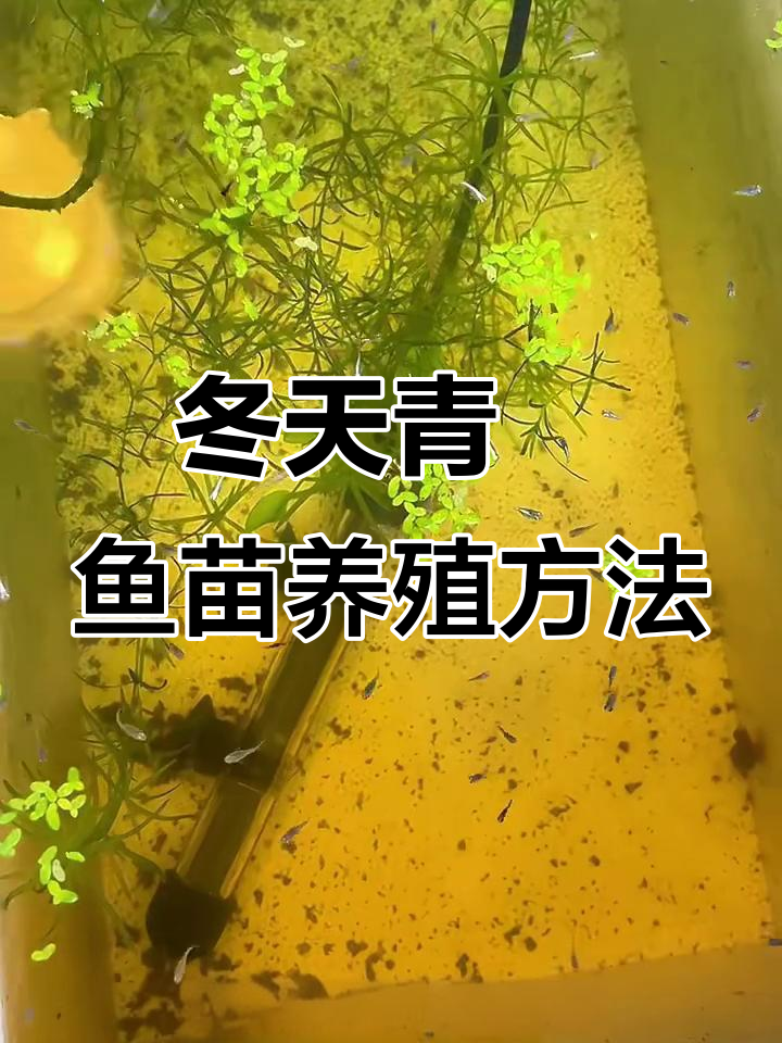 冬季北方如何让青鳉鱼苗健康繁殖?温度控制技巧揭秘