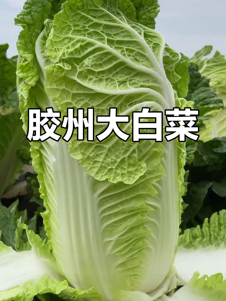 大白菜的种植历史与口感特点