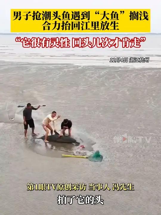 12月4日,浙江杭州,男子抢潮头鱼时遇到“大鱼”搁浅,三人合力抬回江里放生。“它很有灵性,