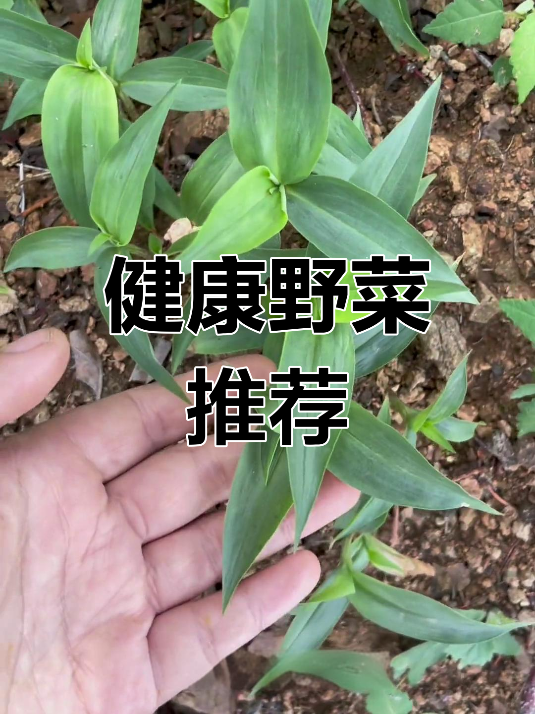 鸭跖草:田间美味,夏季必备