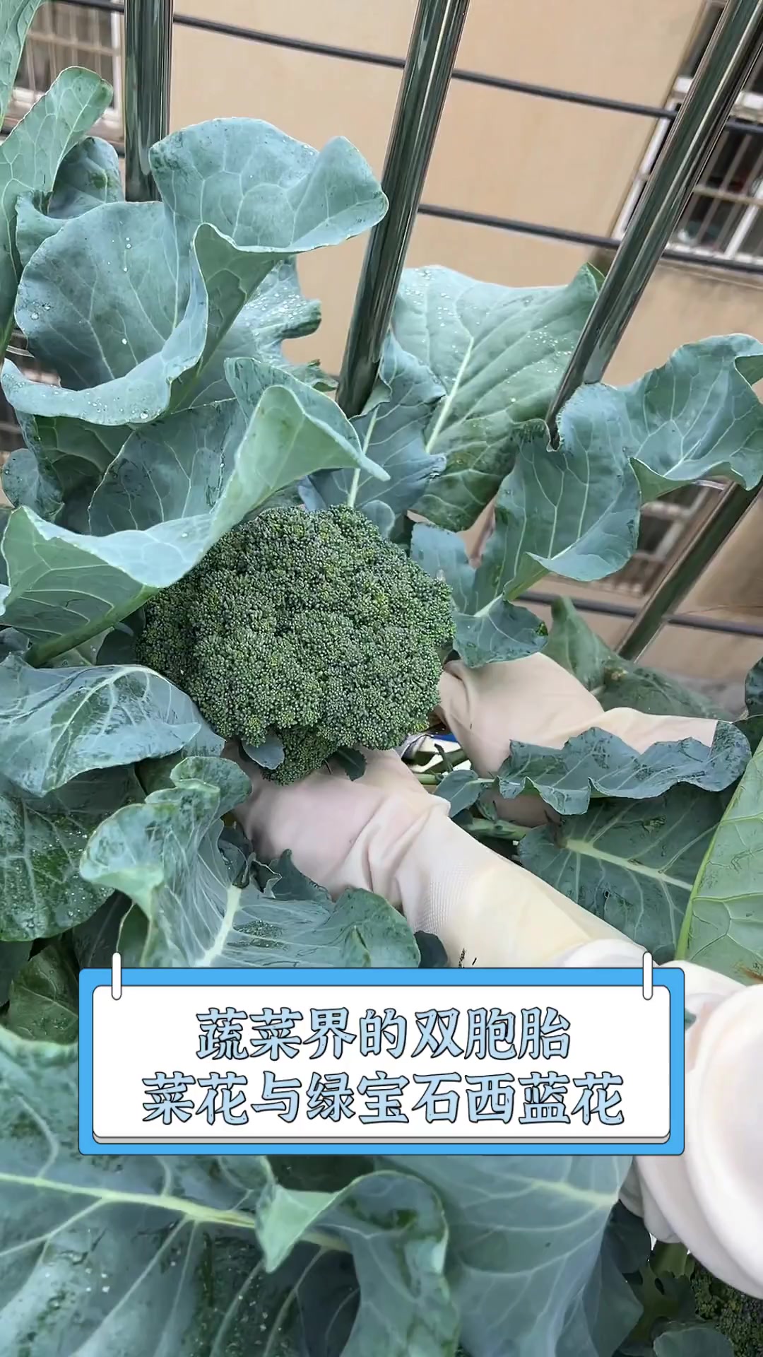 蔬菜界的双胞胎,菜花与绿宝石西蓝花