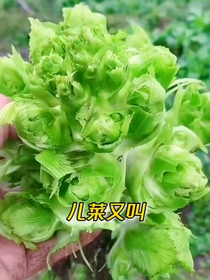 四川特产儿菜又叫娃娃菜