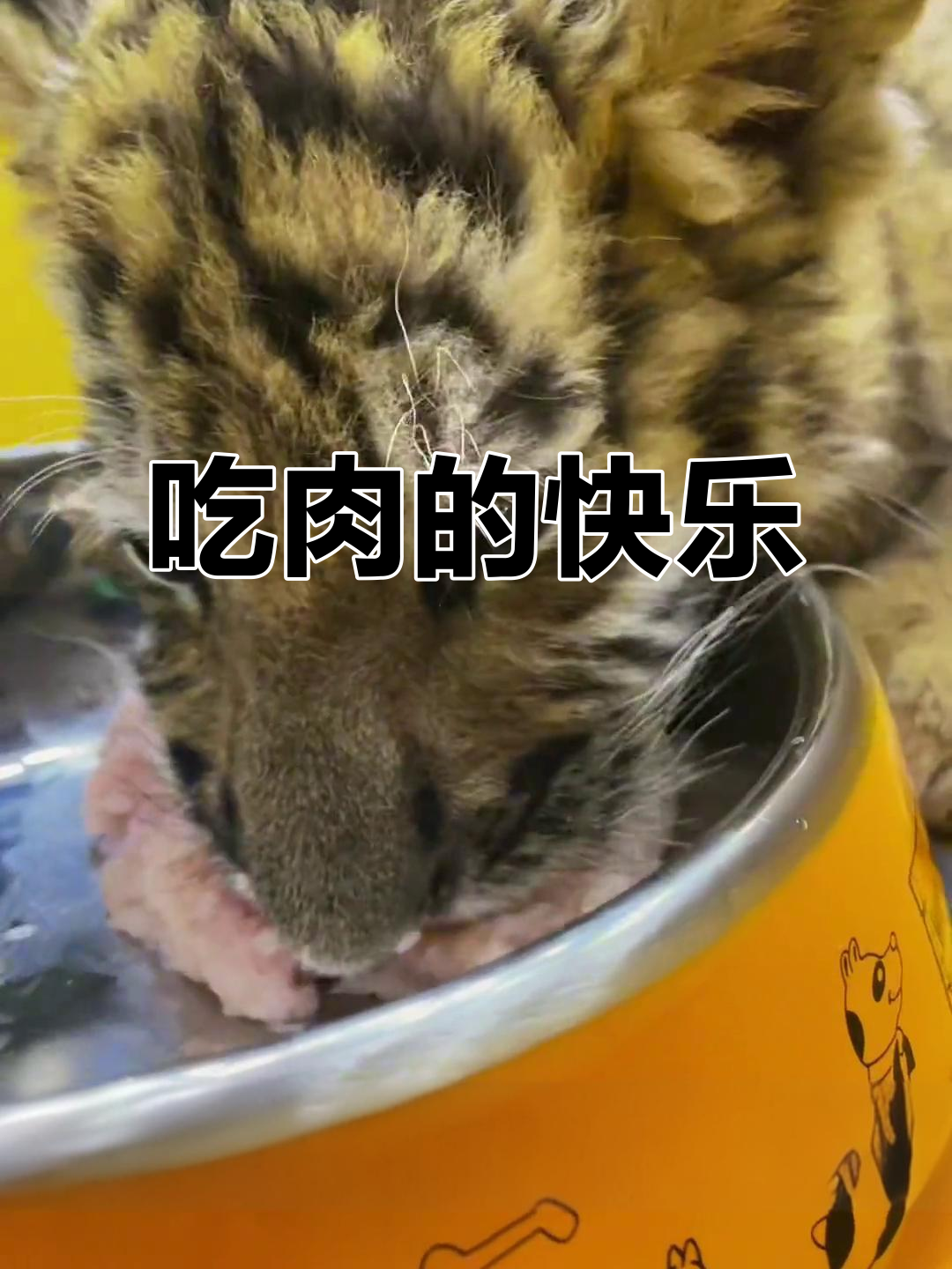 老虎吃肉表情包:吃得开心,胖瘦无所谓