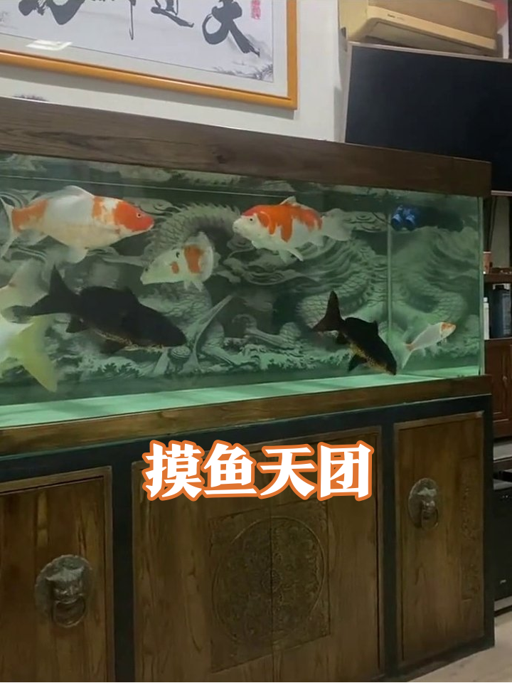 鱼缸版“摸鱼天团”:锦鲤把天道酬勤游成上下班高峰
