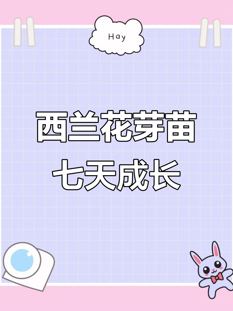 西兰花芽苗菜第七天,向光性展示舞蹈动作