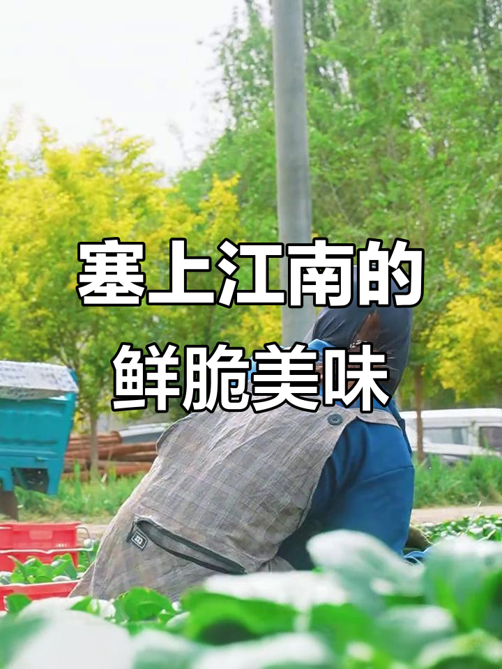 宁夏菜心:黄河水与高原阳光的完美融合,供港品质背后的秘密