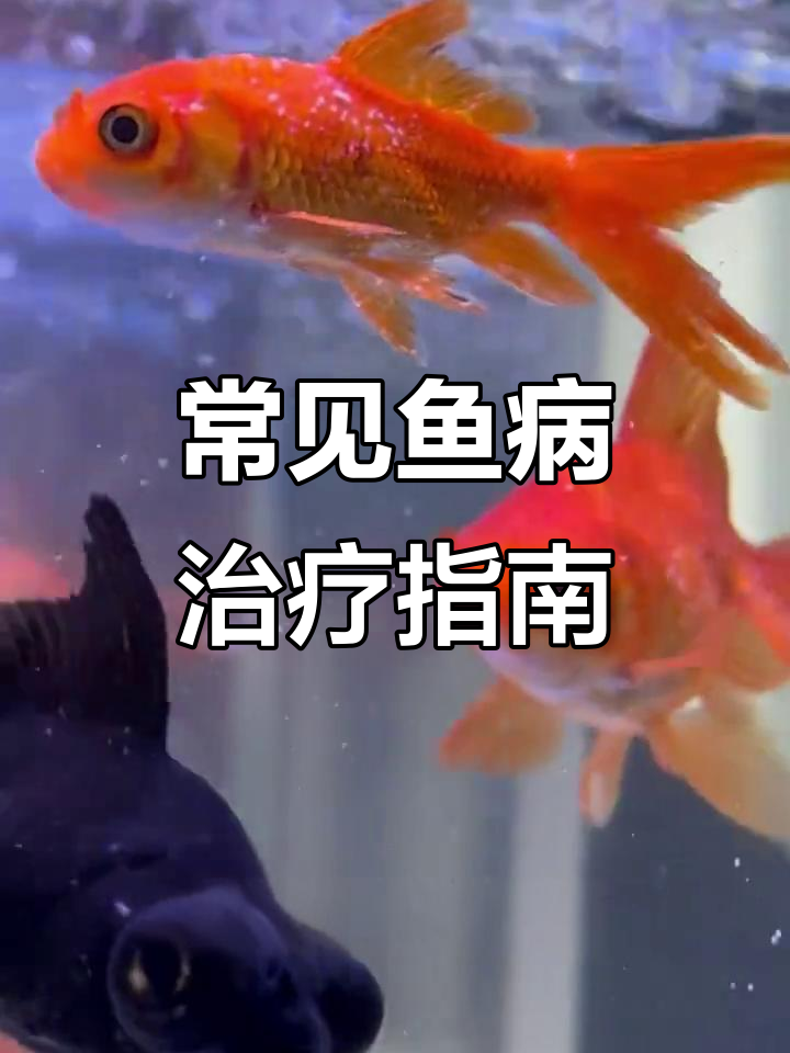 新手养鱼必知：常见鱼病及治疗方法