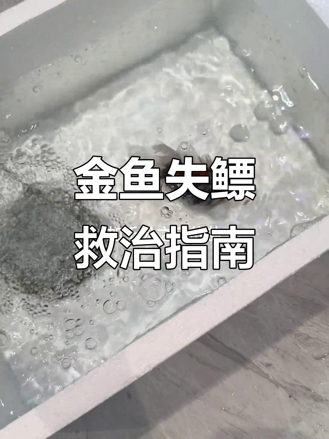 金鱼失鳔救治经验，避免过度治疗和二次伤害