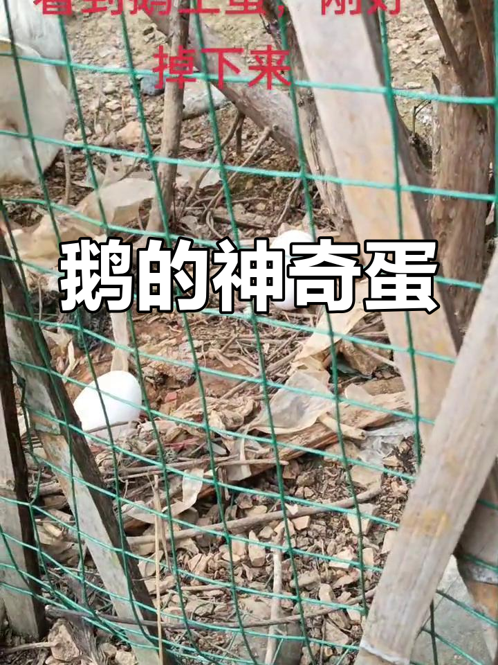 鹅生蛋后用草盖住,竟然这么有趣!