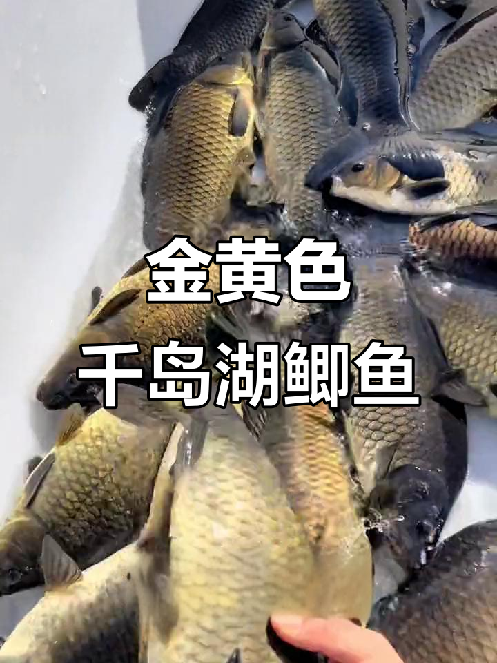 千岛湖黄金鲫鱼,鲜嫩美味,通体金黄让人惊艳