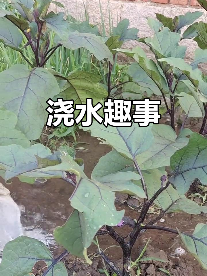 浇菜乐趣多,体验田园生活的快乐