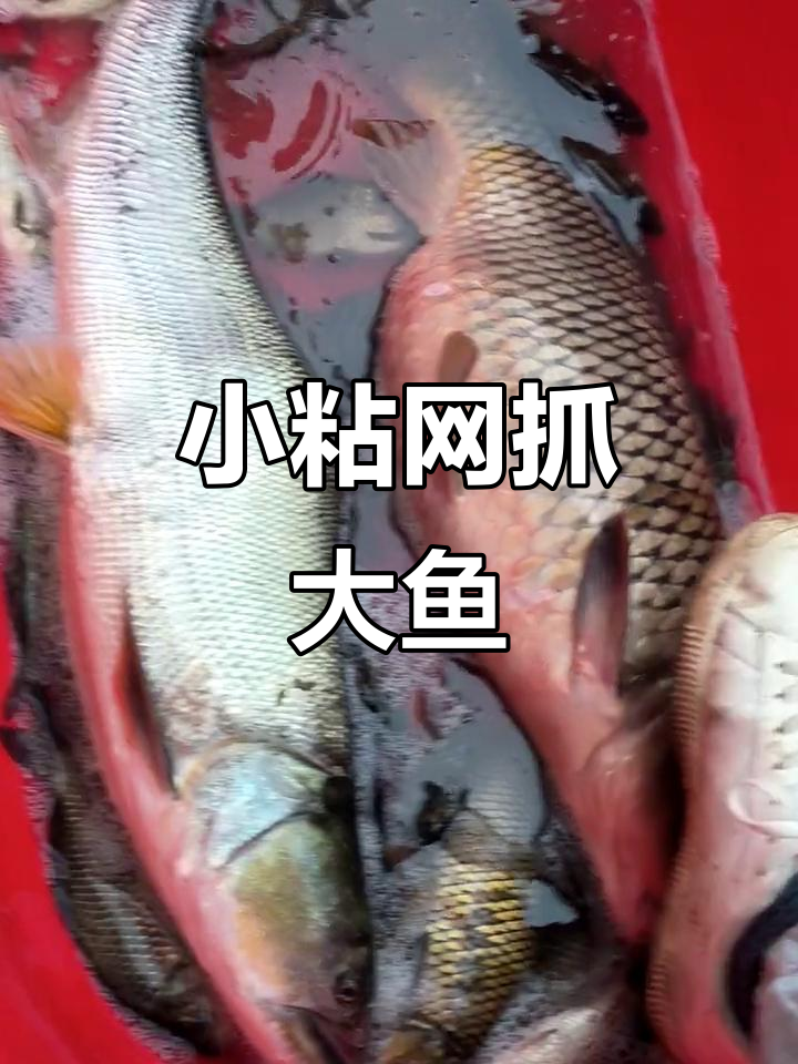 乡村小粘网捕大鱼,十斤黄金让人惊讶