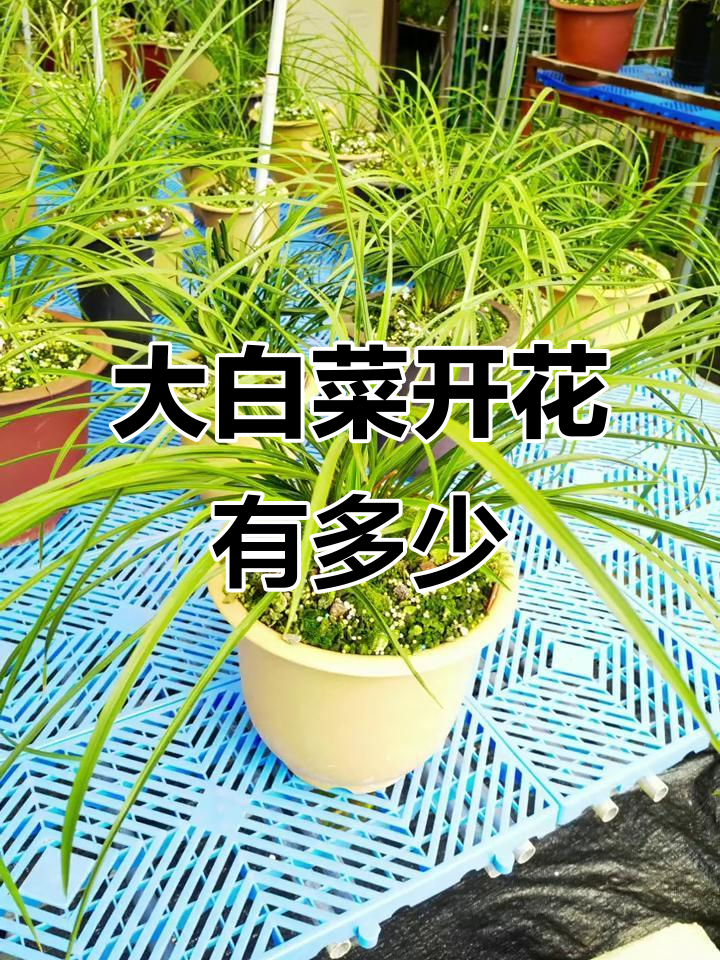 一盆大白菜能开出多少花苞?兰花之美让人惊艳