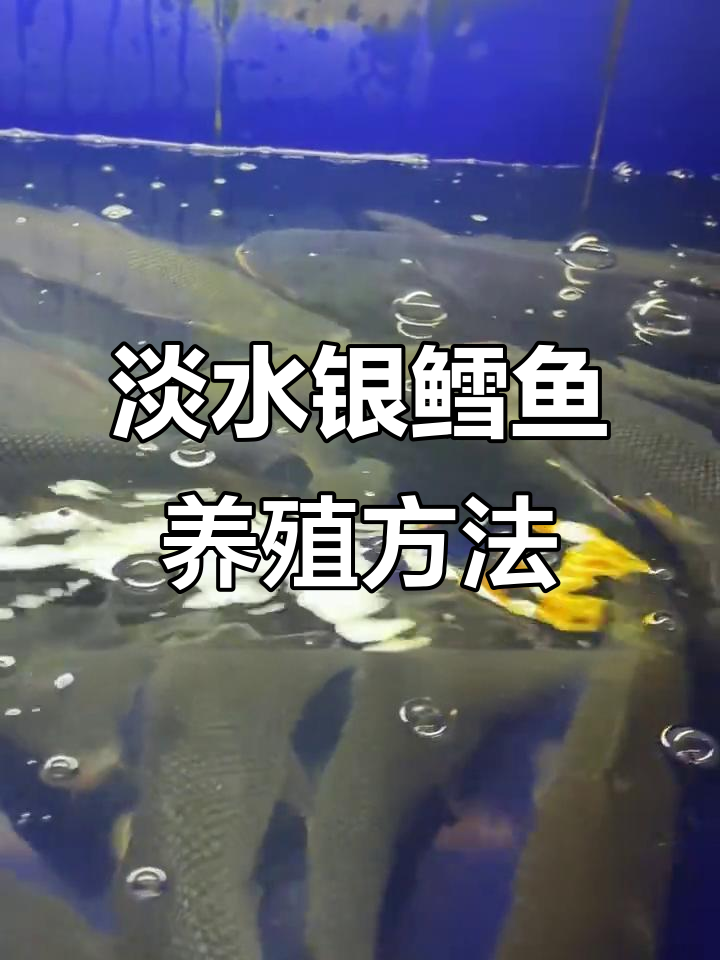淡水银鳕鱼暂养技巧,掌握这些让鱼儿更健康