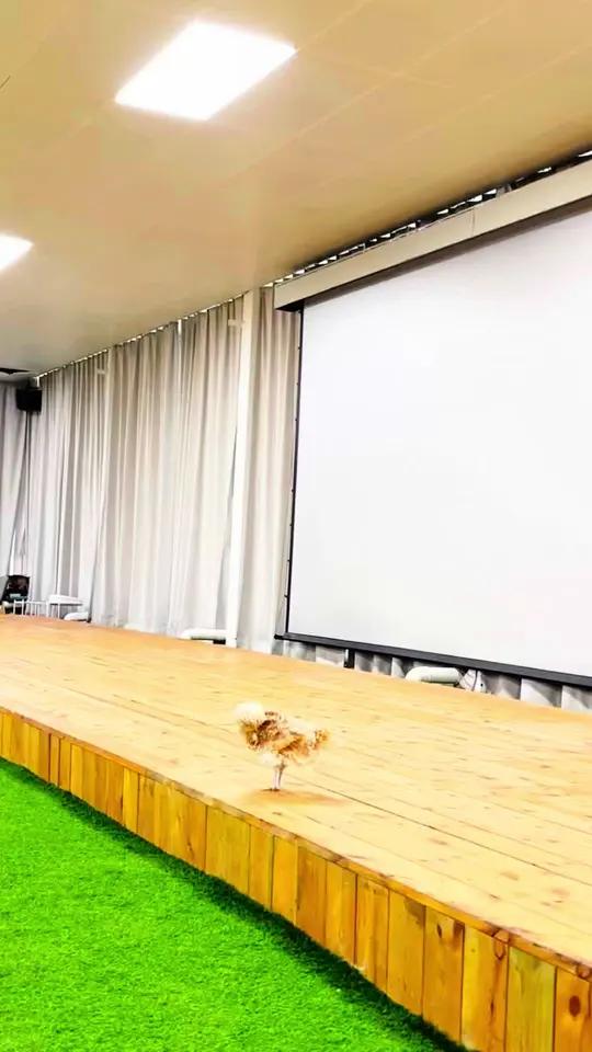 尖叫!小宠物鸡居然登上科普展演讲台!太有面儿啦!没想到这只每天在家叽叽喳喳的小可爱 今天居