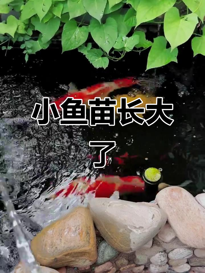 锦鲤小鱼苗成长记：从脾气暴躁到温顺可爱