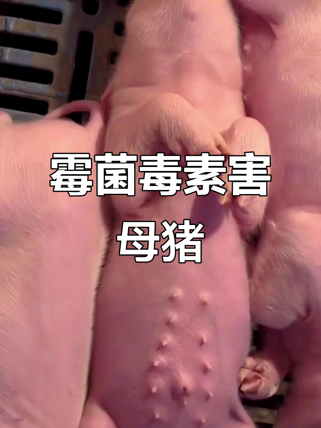 母猪霉菌毒素中毒症状解析,危害堪比蓝耳病