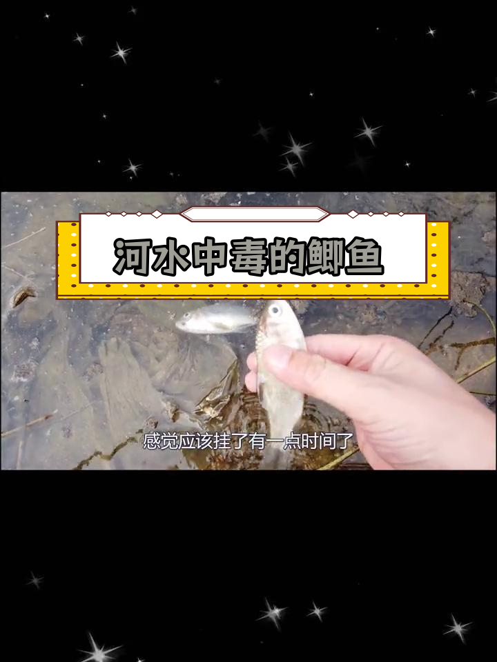 河水污染致两条鲫鱼死亡,笼子内无鱼