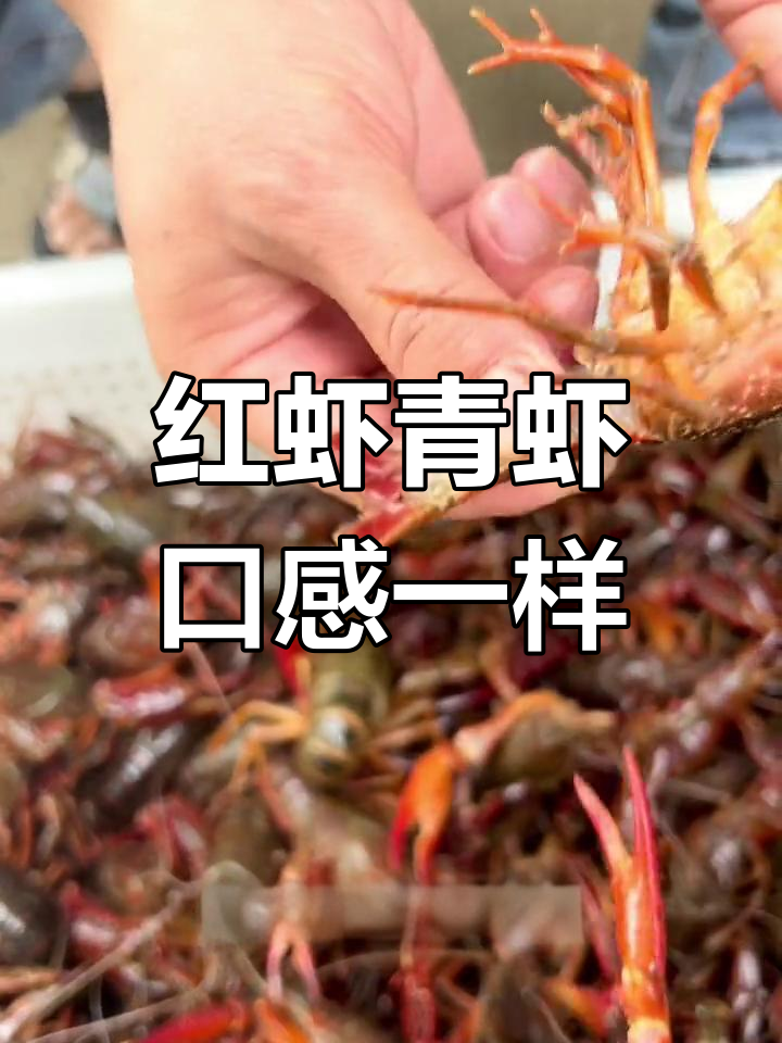 红虾与青虾的区别解析,肉质其实无差