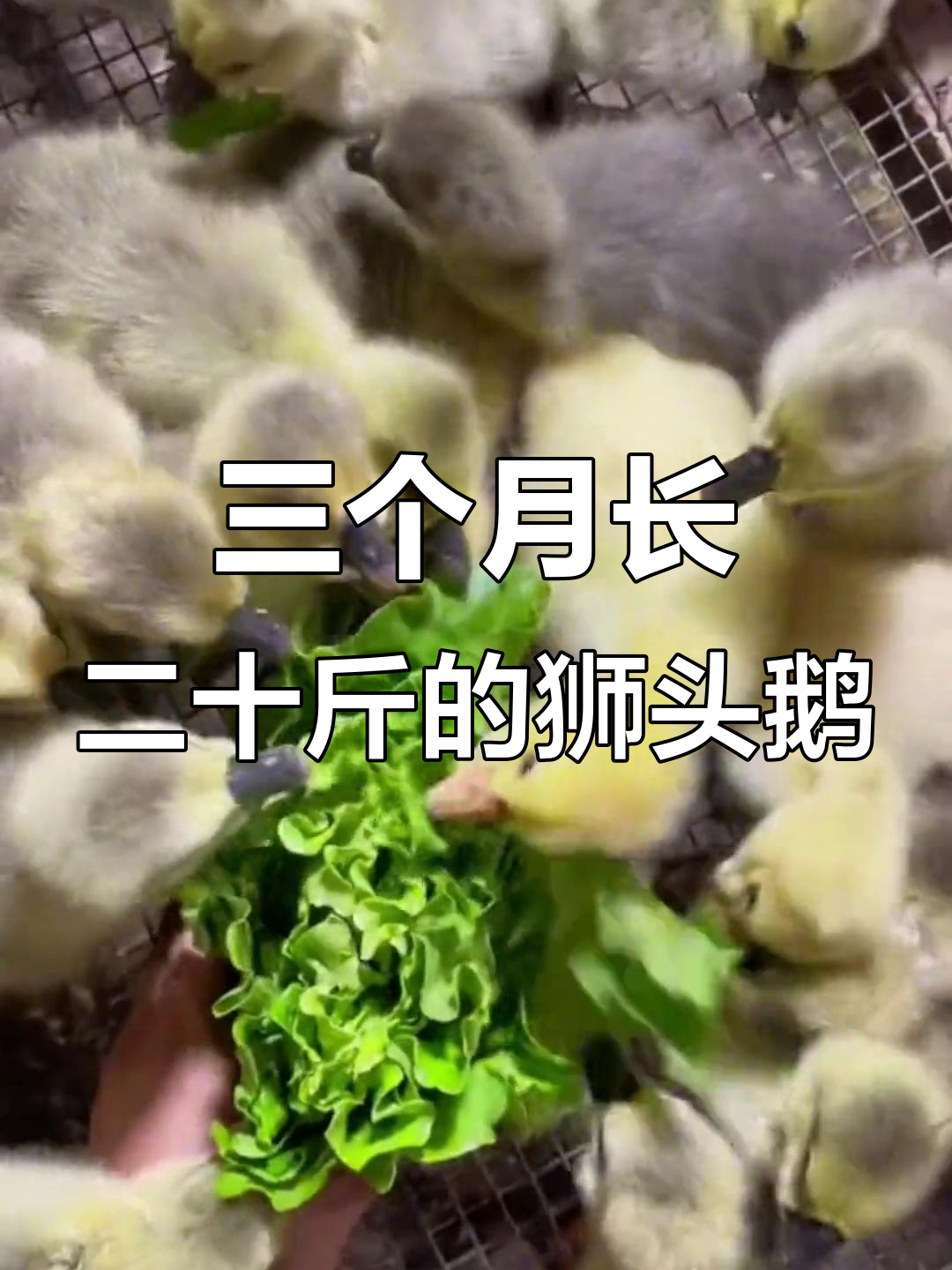 纯种狮头鹅苗,三个月可出栏,适合全国各地养殖