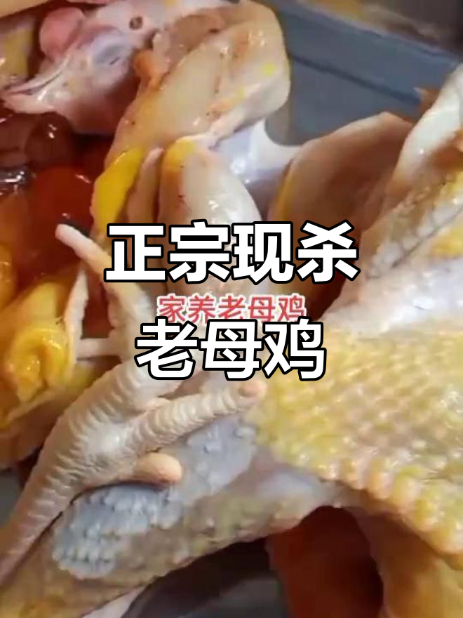 现杀土鸡,品质上乘,肉质鲜美