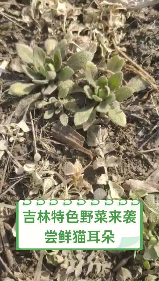 吉林特色野菜来袭,尝鲜猫耳朵