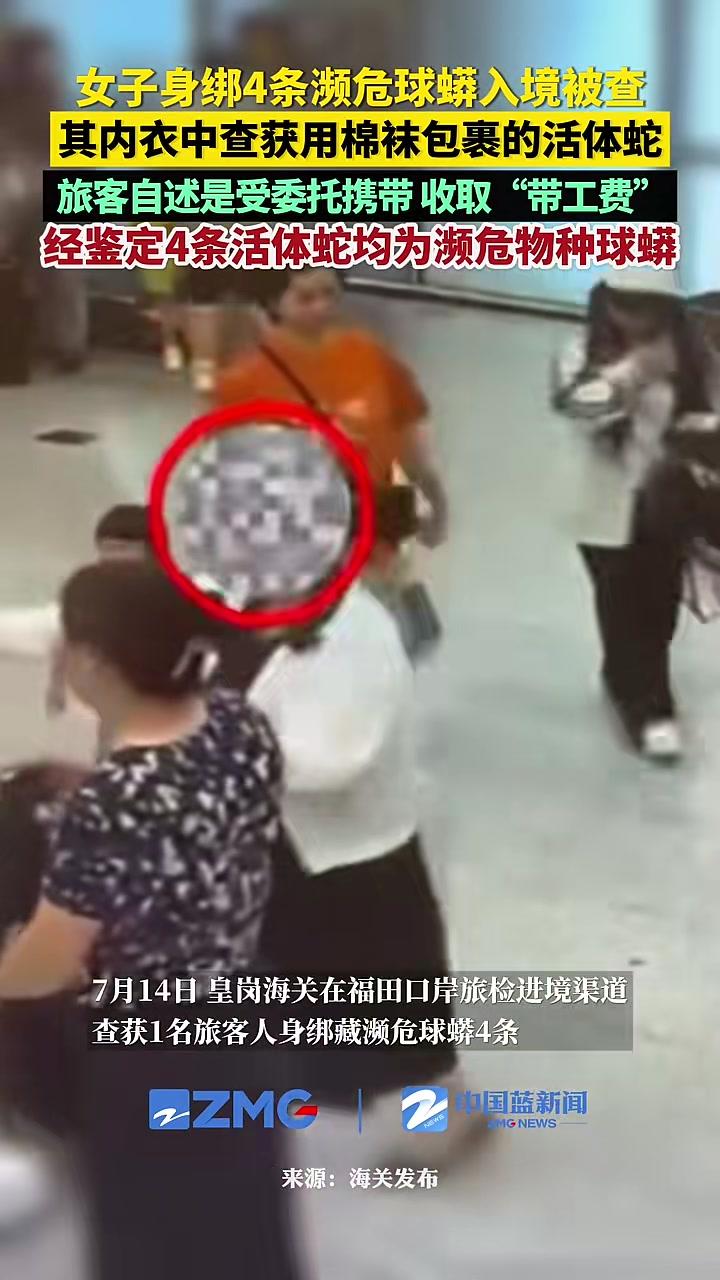 女子身绑4条濒危球蟒入境被查,海关关员在其内衣中查获用棉袜包裹的活体蛇。经询问,该名旅客自