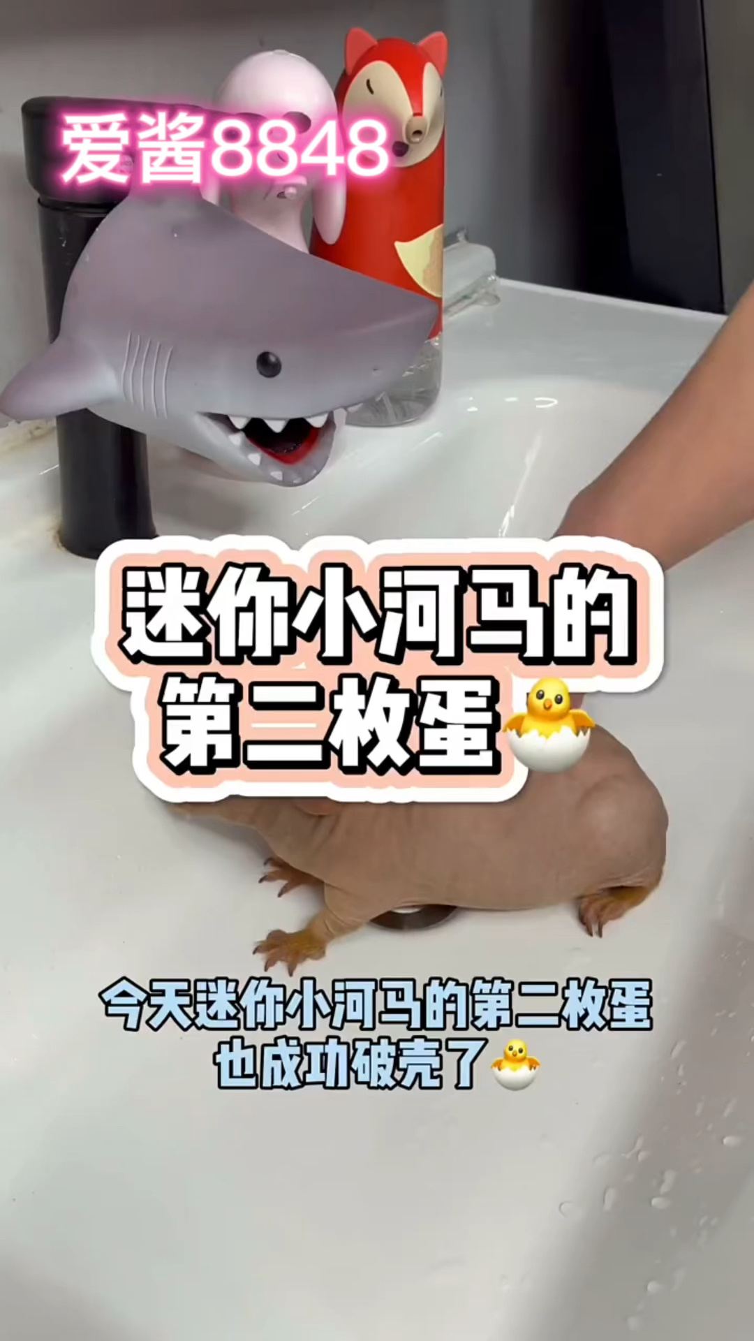 到底是不是小河马得蛋,关注我!