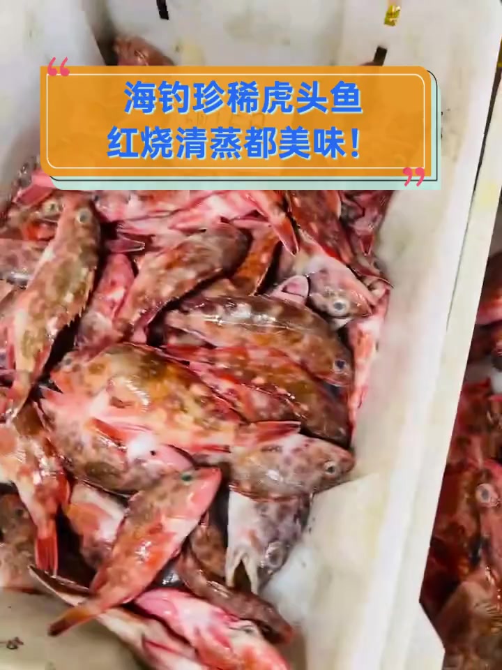 海钓珍稀虎头鱼,红烧清蒸都美味!