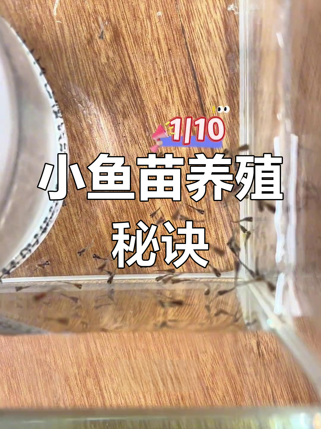 孔雀鱼小鱼苗养殖技巧,掌握这些让它们快速成长