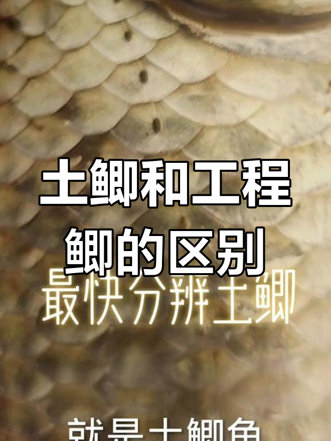 如何快速区分土鲫鱼与工程鲫