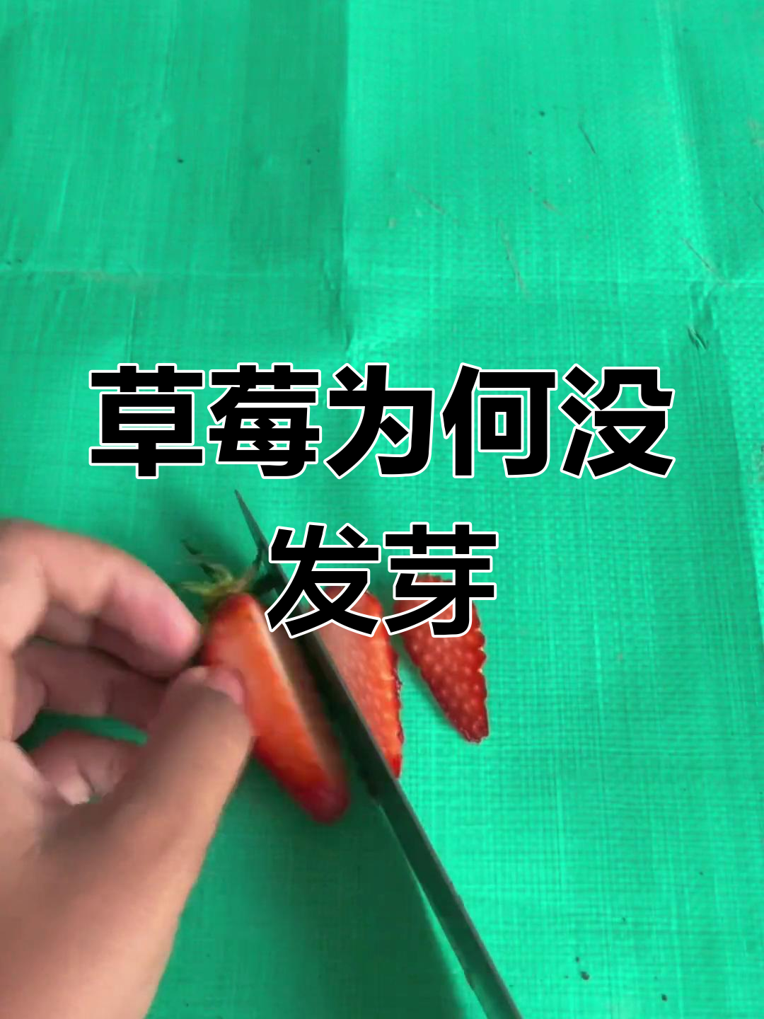 草莓种子不发芽,问题出在哪里