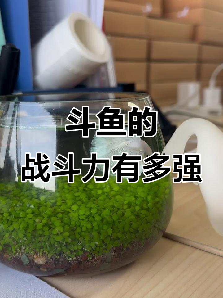 斗鱼为何如此好战？这些盒子太危险了