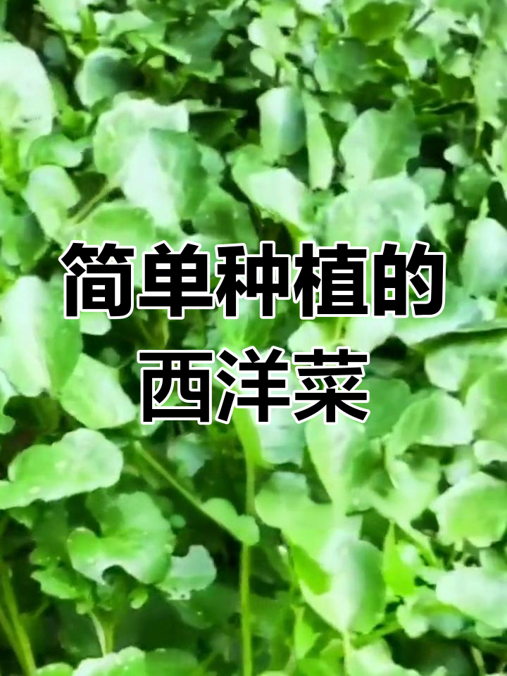西洋菜:四季可种,轻松收获