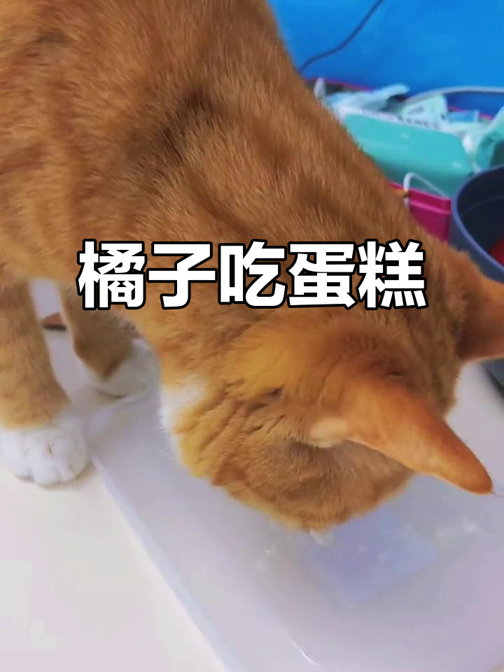 橘子偷吃生日蛋糕,舔得超开心!