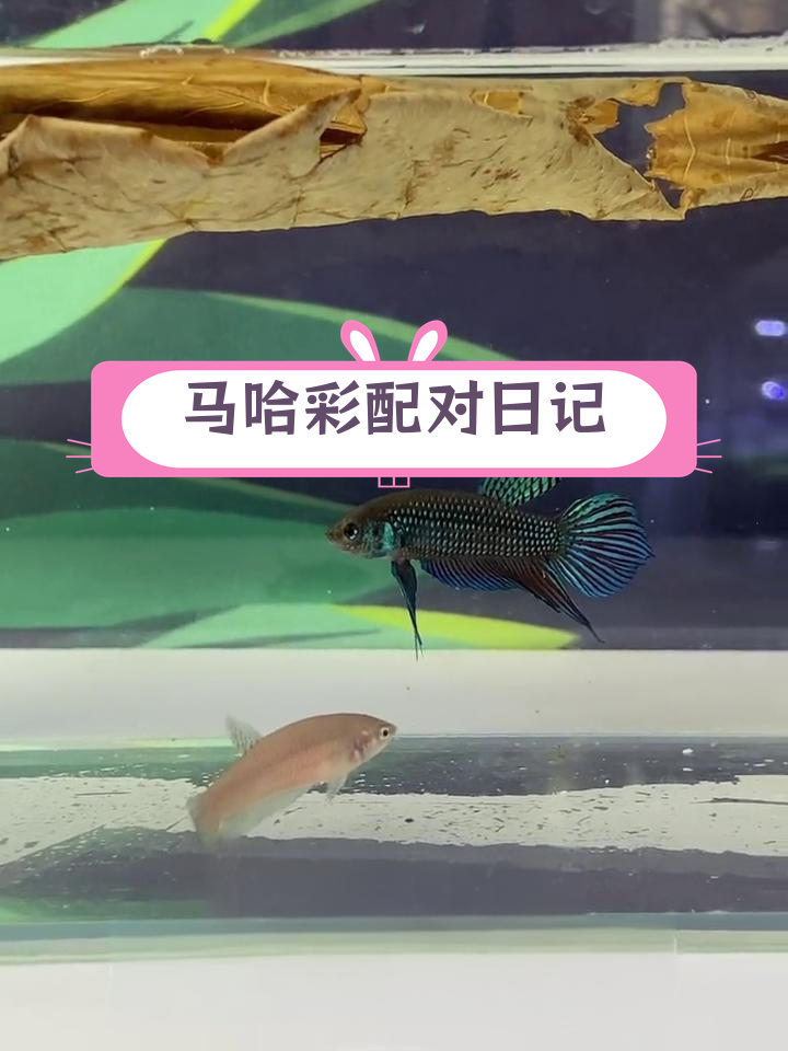 泰国斗鱼马哈彩原配对第一天,公母状态调整