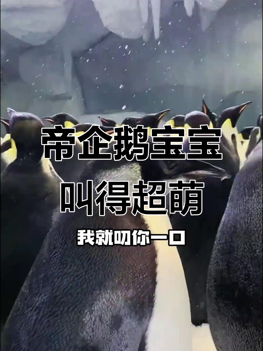小帝企鹅被“欺负”,叫声委屈又搞笑