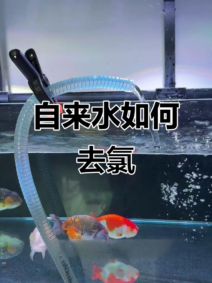 鱼缸缺水怎么办?教你用自来水养鱼的正确方法
