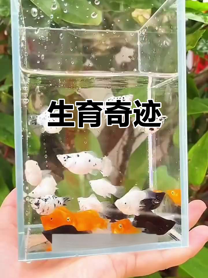 玛丽皮球鱼,繁殖力惊人,连小鱼都不吃,超有趣!