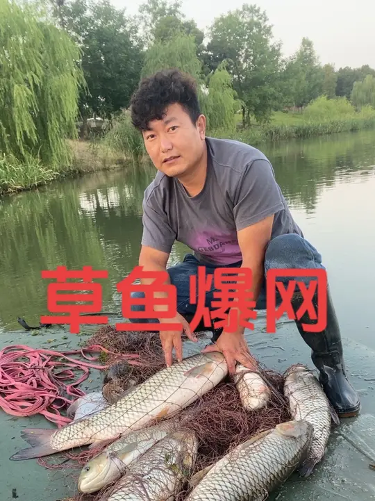 草鱼备好,做酸菜鱼还是红烧鱼,你选哪个?