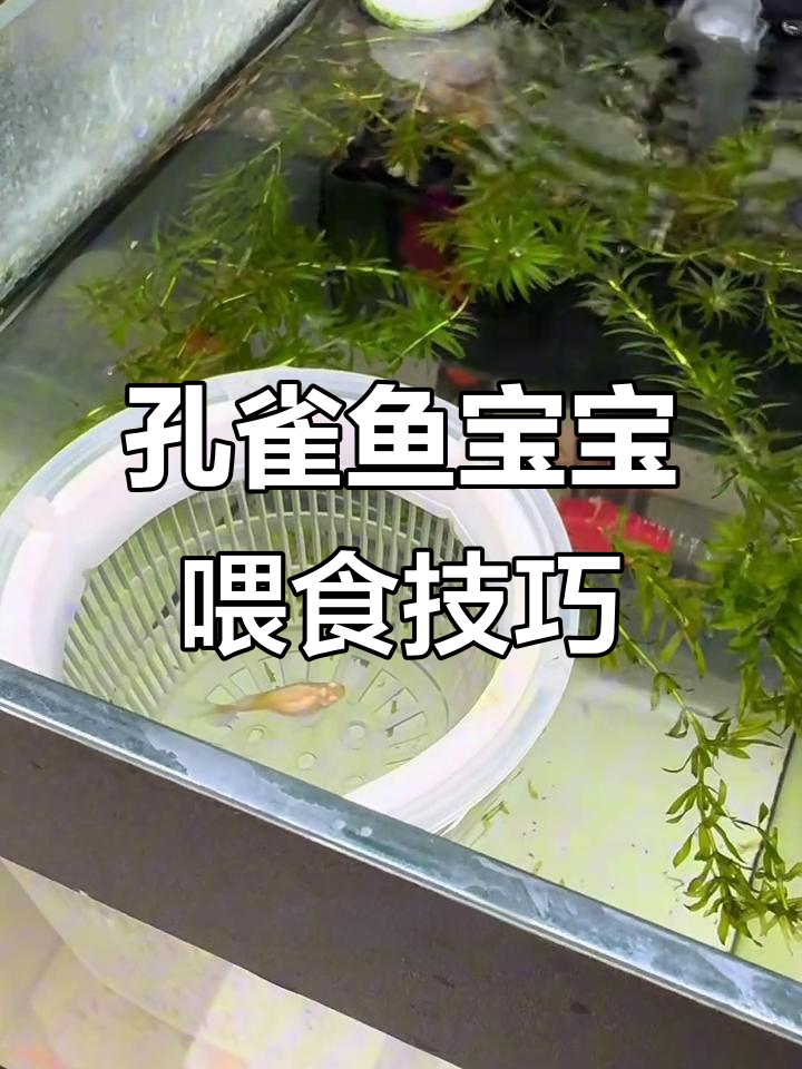 小鱼苗从出生到成年的喂养与护理全攻略