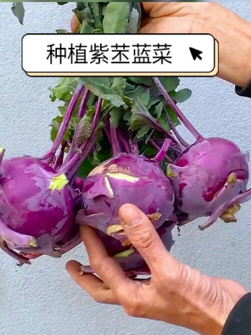 家庭种植紫苤蓝菜,简单好吃