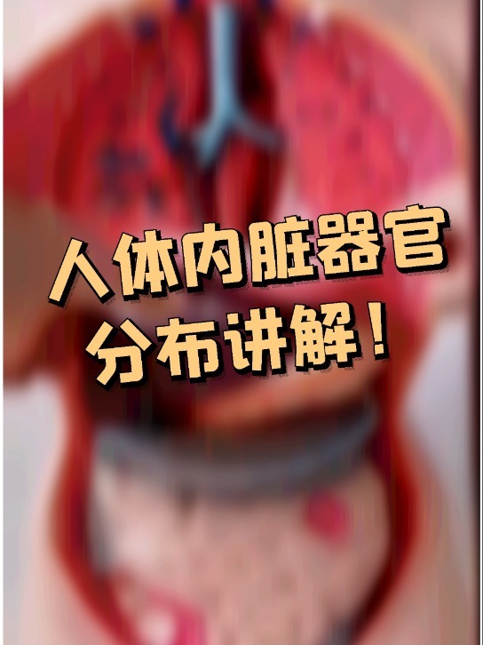 人体内脏器官分布讲解