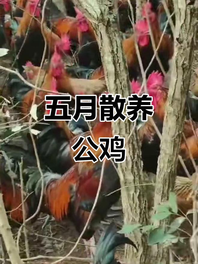 贵州血毛土鸡,5个月大公鸡重4.8斤,数量有限速来选购