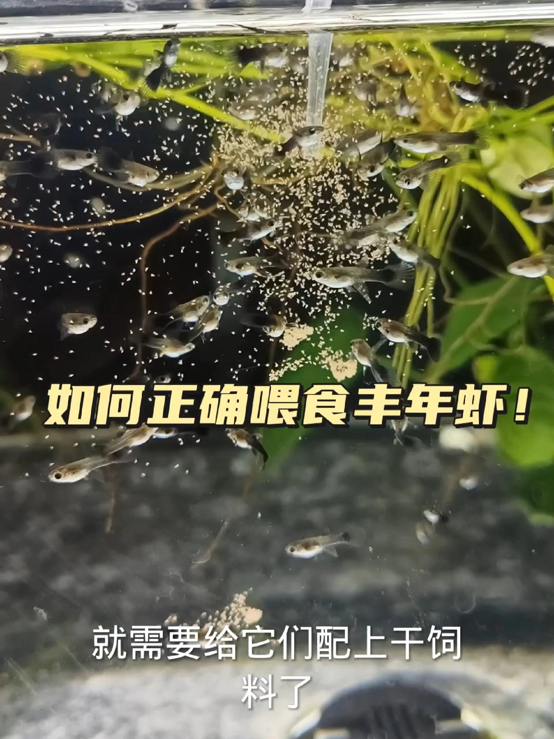 小鱼苗吃什么长的快